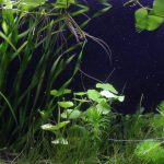 アマゾンチドメグサのトリミング方法4　草丈を揃えてカット